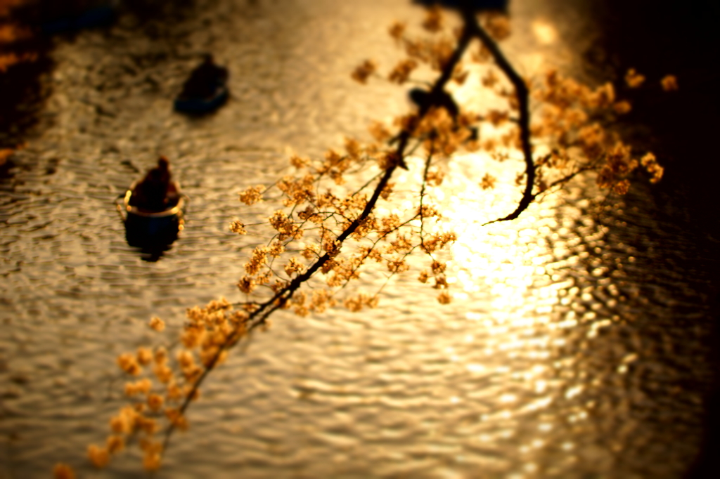 黄昏桜