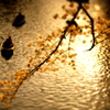 黄昏桜