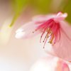 春の花火