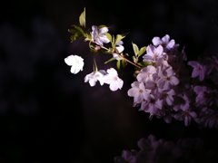 暗中桜