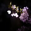 暗中桜