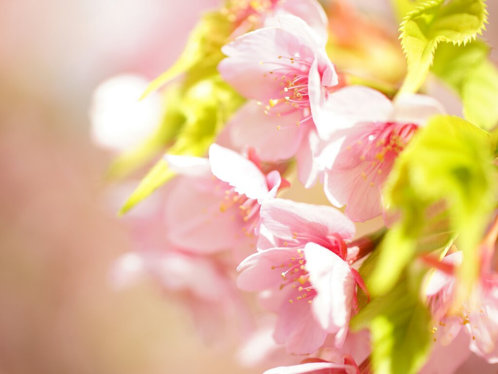 咲き競う