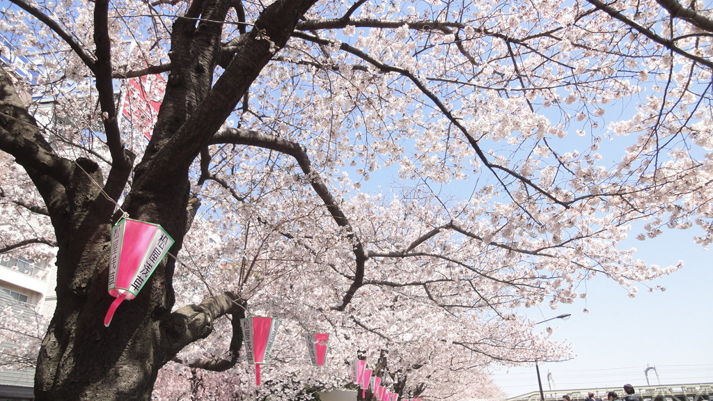 隅田川　サクラ