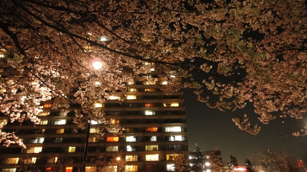 夜桜