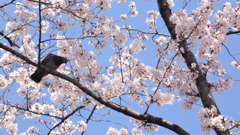 隅田川　サクラ