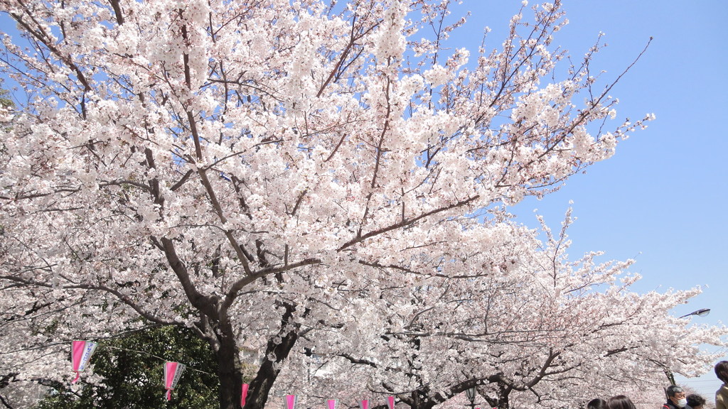 隅田川　サクラ