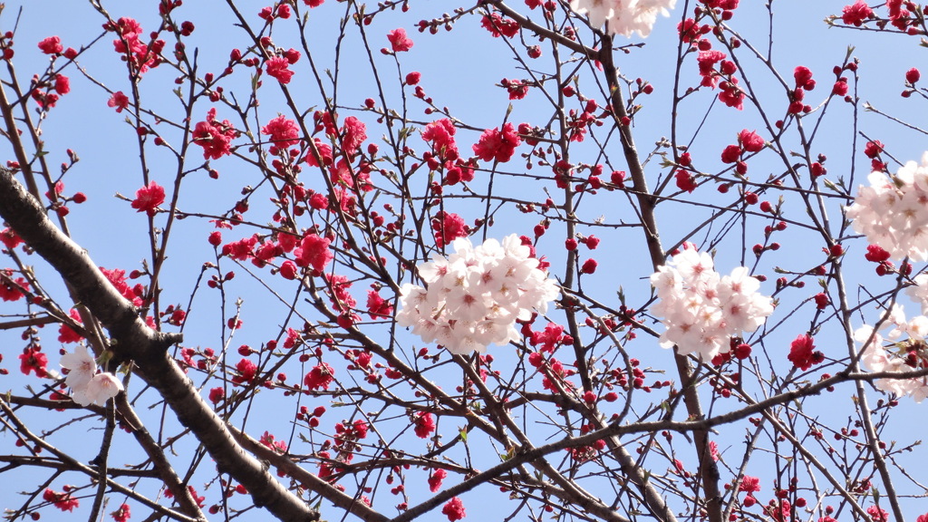 隅田川　サクラ