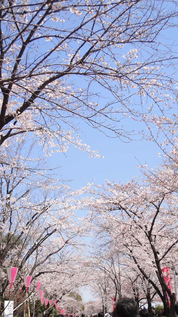 隅田川　サクラ