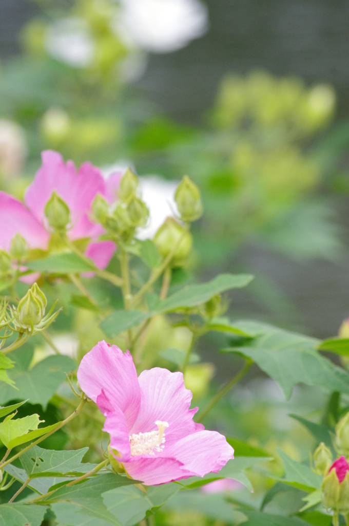 鼓子花