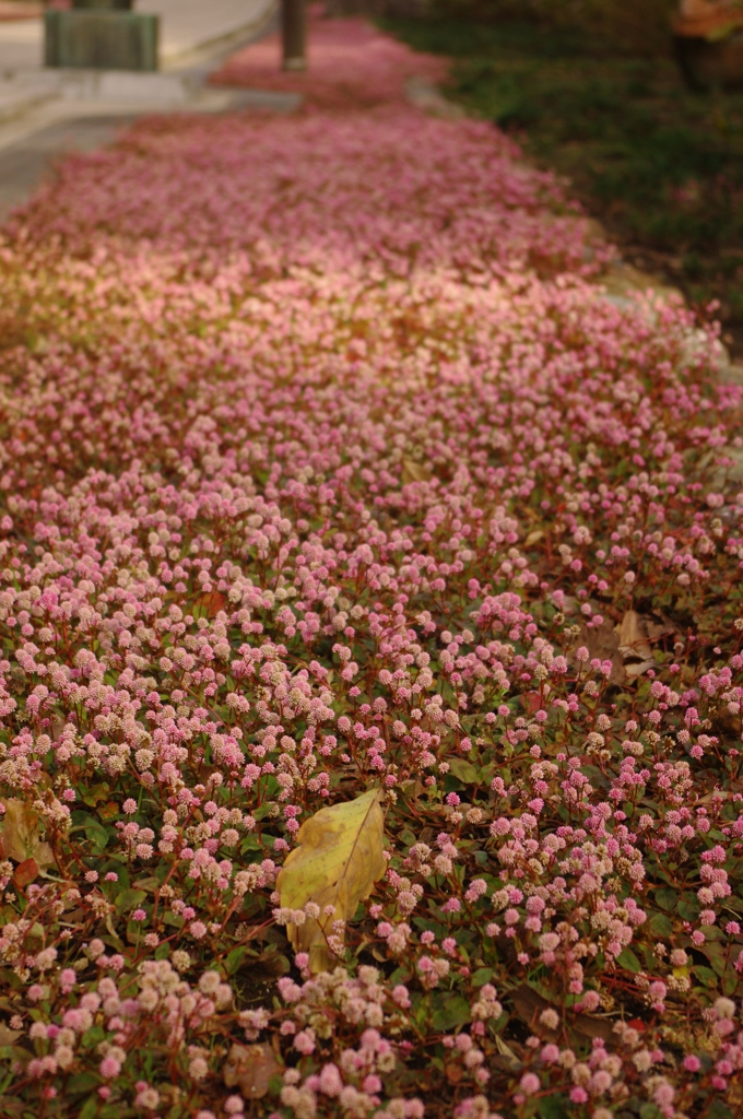 桜草小路