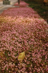 桜草小路
