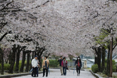 春雨の並木道 Ⅶ