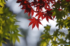 初紅葉　１