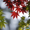 初紅葉　１