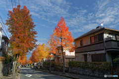 街路樹　２