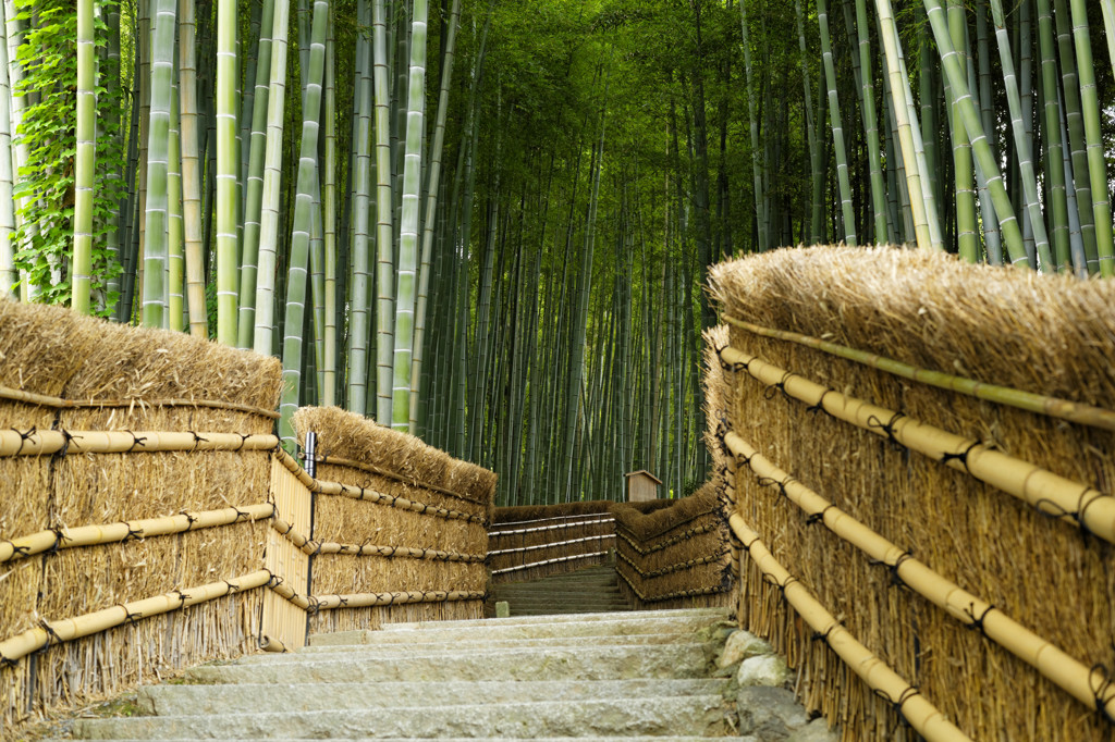 嵯峨野