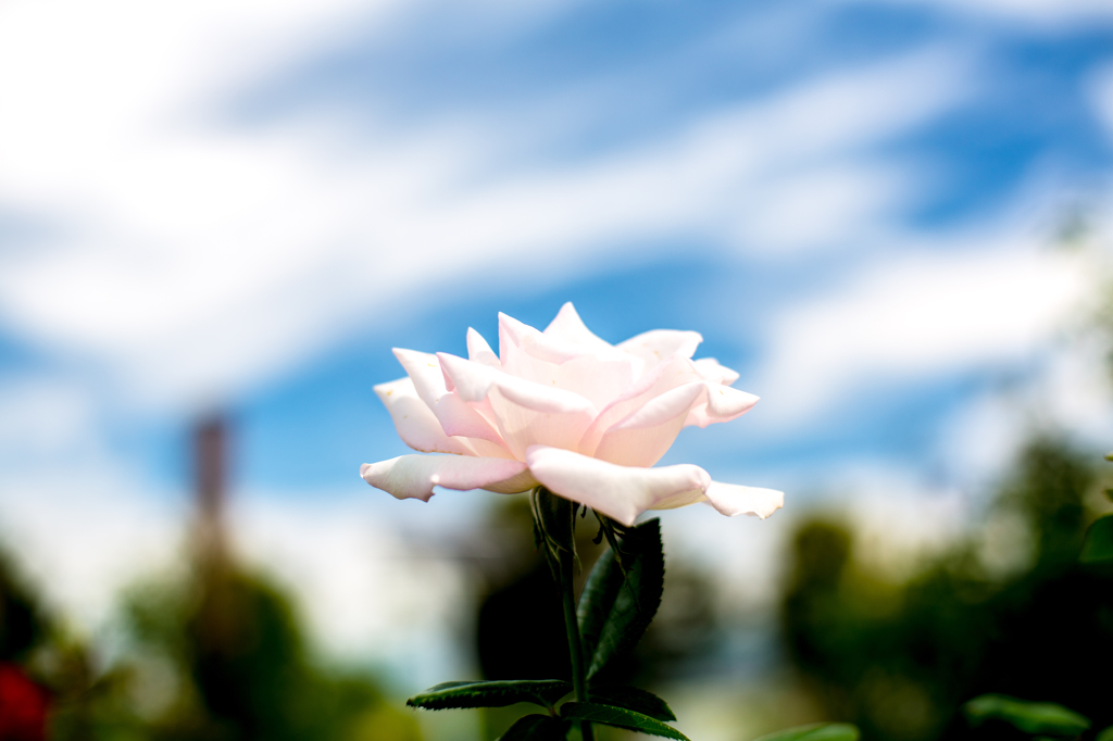 秋薔薇