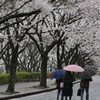 春雨の並木道 Ⅳ