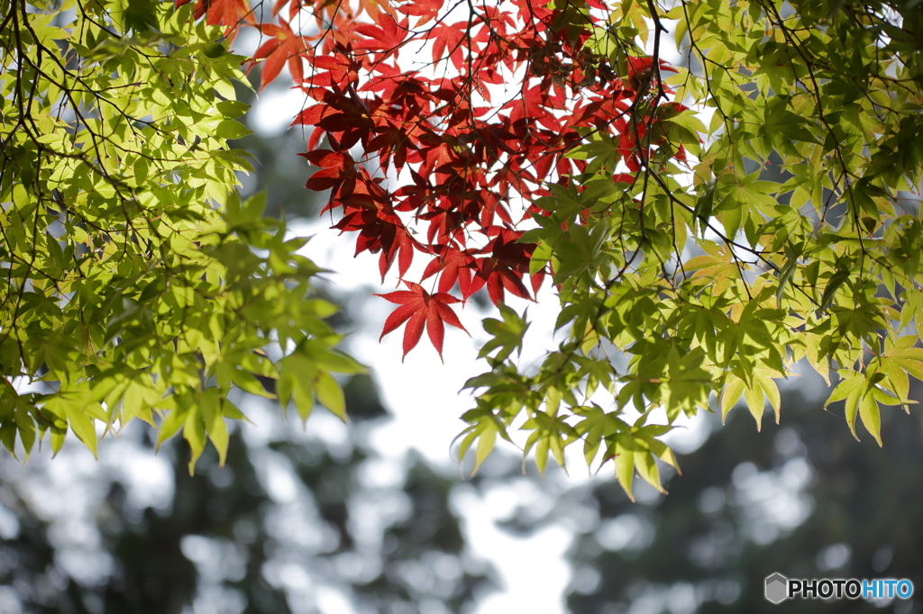 初紅葉　2