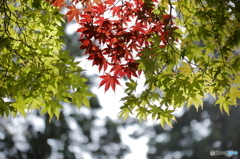 初紅葉　2