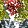 初紅葉　2