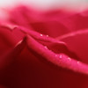 赤い薔薇 2