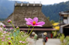 秋桜と茅葺屋根