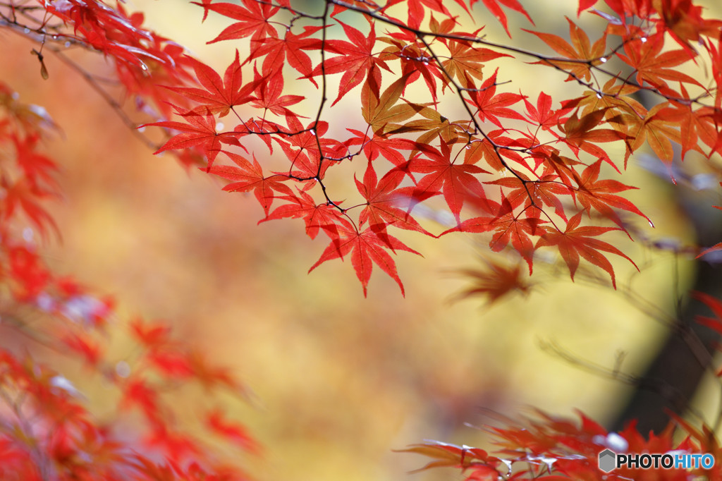 神仏霊場巡拝の道 第64番の紅葉　３