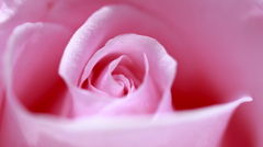Pink ROSE
