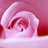 Pink ROSE