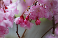 枝垂桜