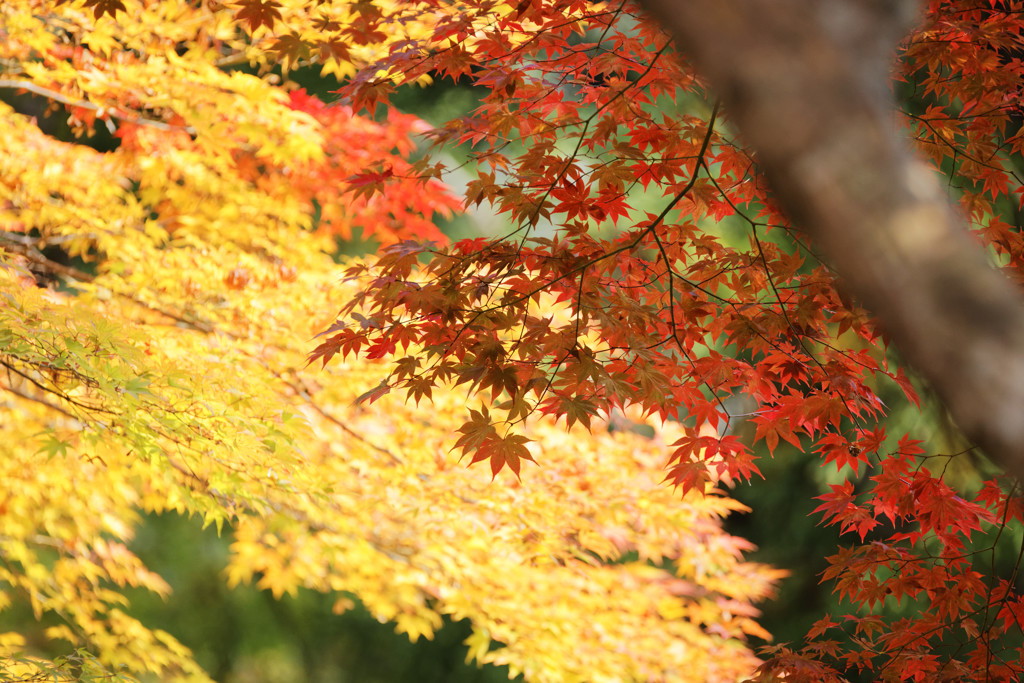 鍬山神社の彩