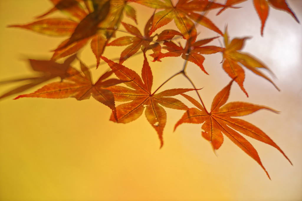 秋陽の森Ⅲ