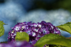 紫陽花 3