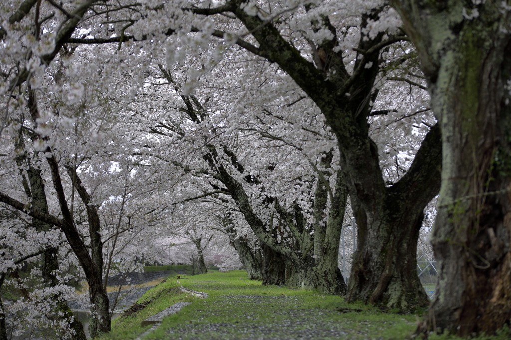堤の桜