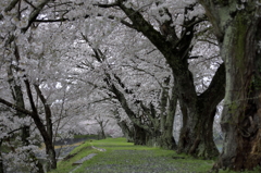堤の桜