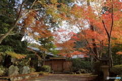 京春日の彩　３