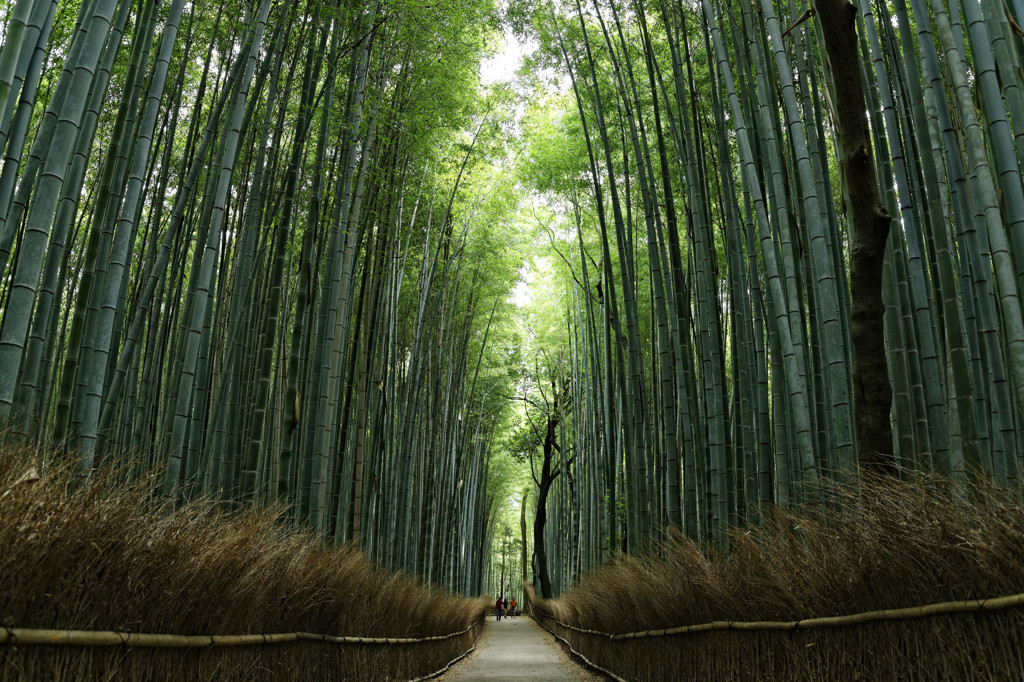 早朝の嵯峨野 1