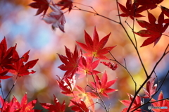 2015.10.31 鍬山神社　６