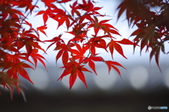 初紅葉　5