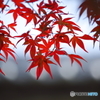 初紅葉　5