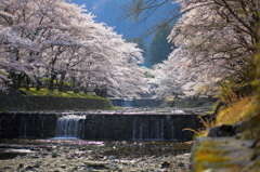 2014年　七谷川の桜