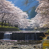 2014年　七谷川の桜