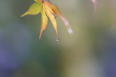2014秋霖 Ⅲ