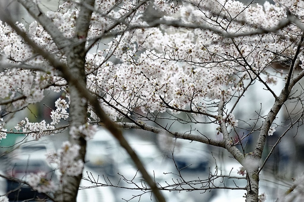 蹴上の桜