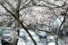 蹴上の桜