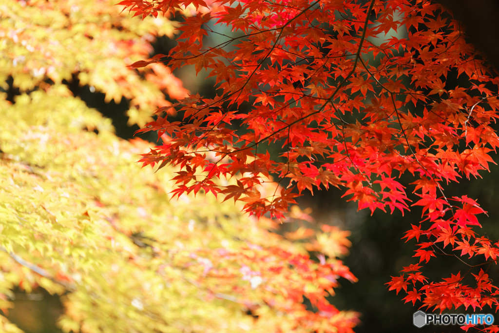 鍬山神社の彩　２