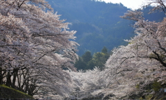 2014年　七谷川の桜