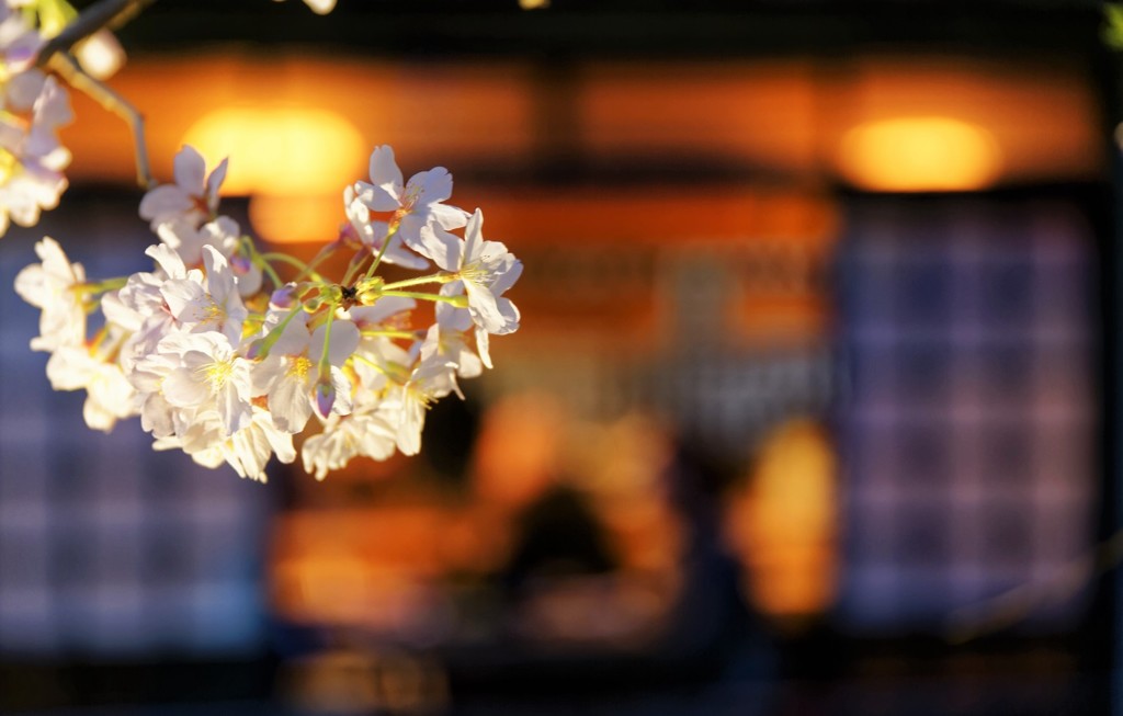 高瀬川 居酒屋桜