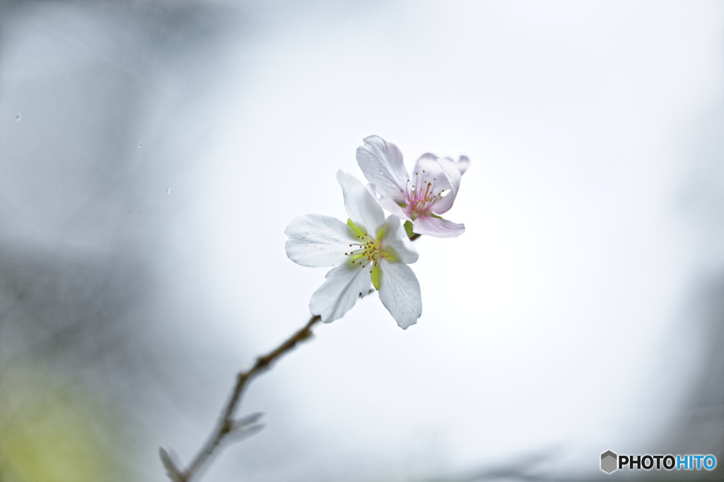 11月桜